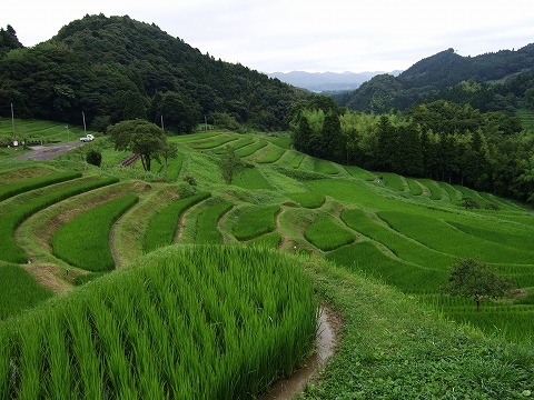 鴨川大山千枚田