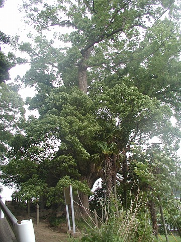 環ノ大樟