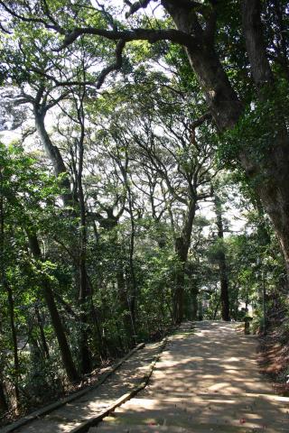 坂戸神社の森