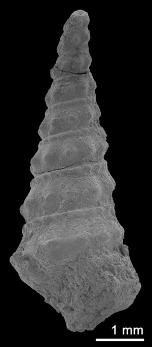 長さ8ミリ、太さ2ミリほどの巻貝化石
