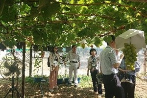 ぶどう畑を見学する貞廣委員の写真