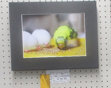 写真の部の金賞作品の写真