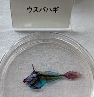 ウスバハギの透明骨格標本の展示写真