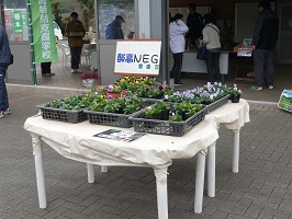 農園芸班の販売する花の画像