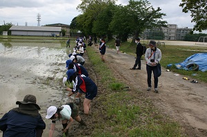 田植えが終了した写真