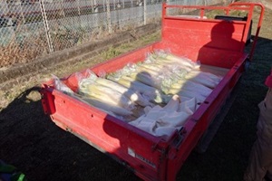 生徒たちが育てて収穫した大根が山積みにされている写真