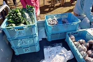 生徒たちが収穫した小松菜と里芋が青いかごの中に入っている写真