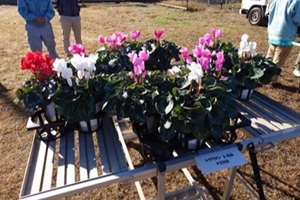 赤・ピンク・白の鉢植えシクラメンが展示販売されている様子