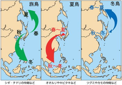 旅鳥、夏鳥、冬鳥の動きを表したイラスト