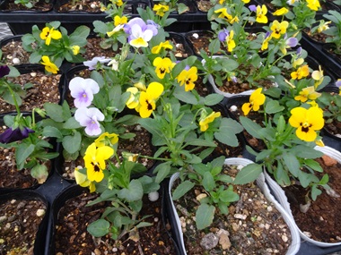 夷隅特支作品花苗ビオラ