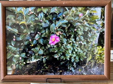 香取特支作品サザンカ