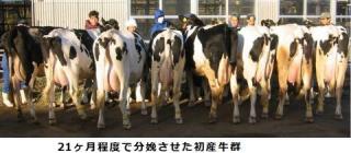 21ヶ月程度で分娩させた初産牛群