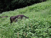 小規模移動放牧風景