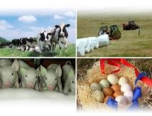 畜産農家の皆様へ～飼料高騰対策について～