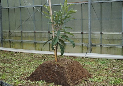 植えなおした苗木の生育を良好とする盛り土式改植