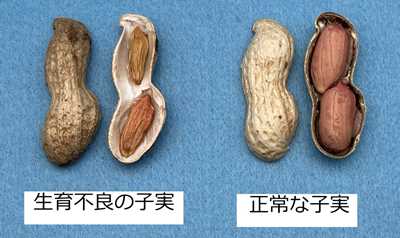 高温乾燥の気象条件により生育不良となった子実(左)と正常な子実(右)