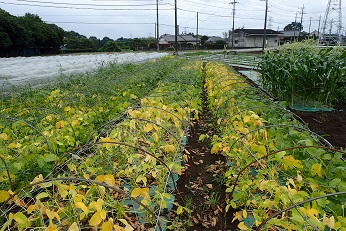 エダマメの重要害虫「ダイズシストセンチュウ」による被害