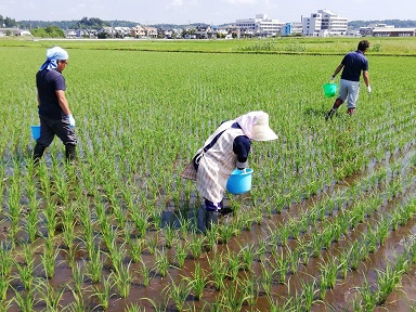 漏生イネの抜き取り作業