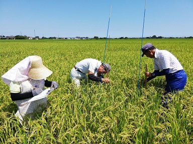 試験ほ場での調査風景