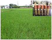 牛ふん堆肥を毎年施用とした水田における稲の生育状況。右上は、土壌から放出される窒素量を調べる培養試験の様子。