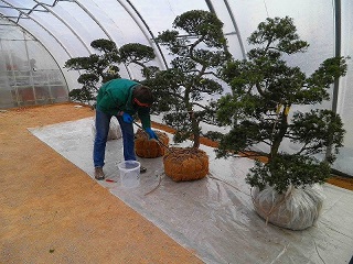 日本の植木を海外に輸出するために必要不可欠な消毒技術の開発