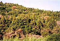 スギ雄花が多い年の調査林分の様子