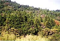 スギ雄花が少ない年の調査林分の様子