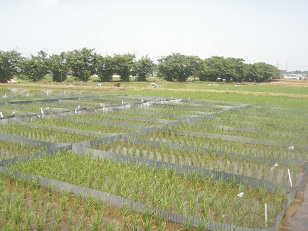 除草剤試験圃場