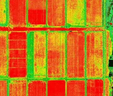 ドローンによる空からの生育診断（赤い色が生育が進んでいる）