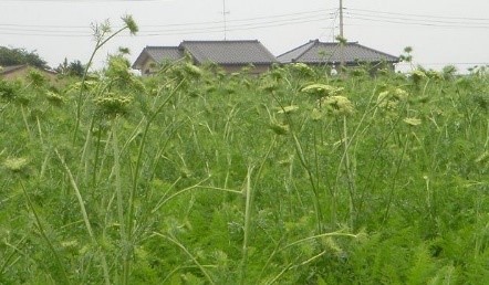 春夏ニンジンの抽台多発圃場