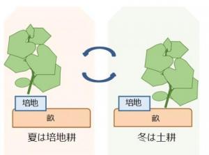 土耕・培地耕相互栽培