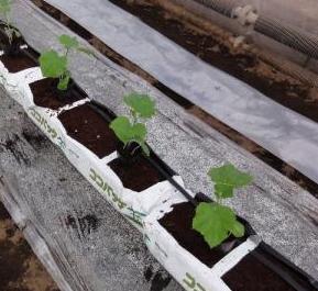 定植時の培地耕