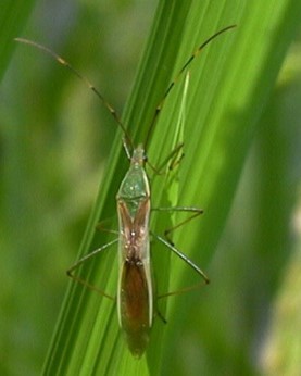 クモヘリカメムシ成虫