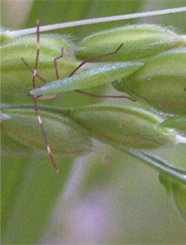 クモヘリカメムシ幼虫