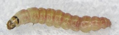 トマトキバガ幼虫