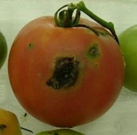トマト果実の被害