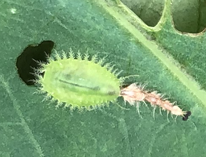 タテスジヒメジンガサハムシ幼虫