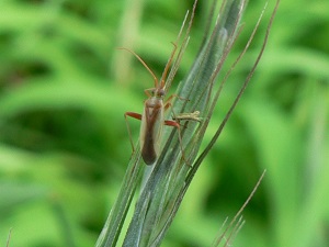 アカスジカスミカメ