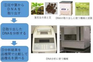 図1品種識別の流れ