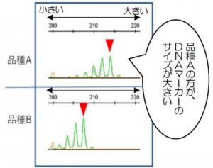 図2分析結果の一例