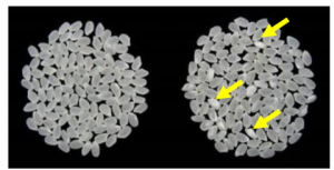 ふさおとめ(左)とコシヒカリ(右)の未熟粒の状況（矢印が未熟粒を示す）
