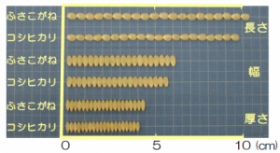 玄米の大きさの比較（20粒当たり）