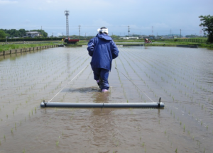 チェーン除草機による除草作業の様子