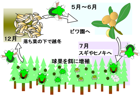 チャバネアオカメムシの生活史