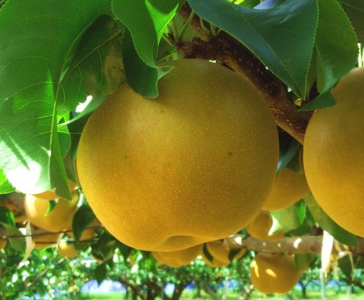 梨新品種「秋満月」の果実