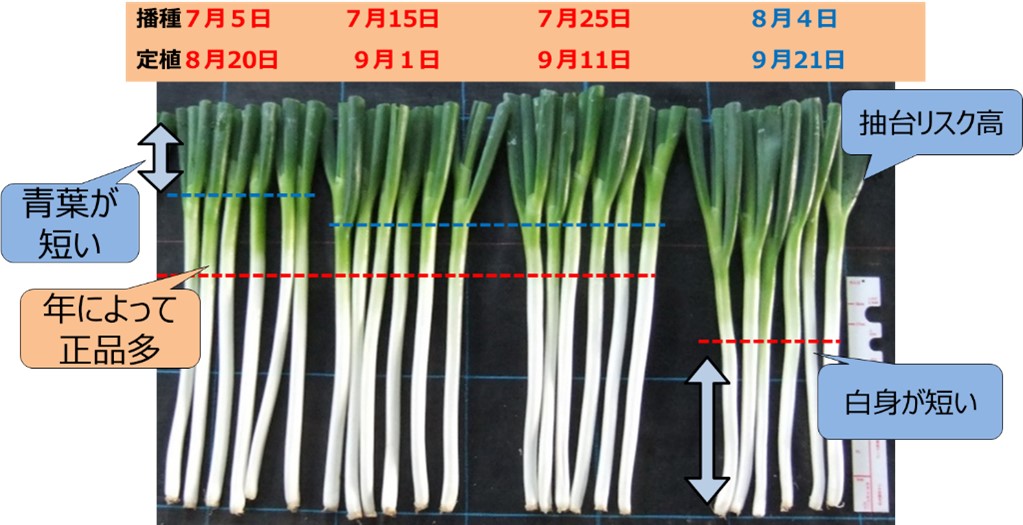 春ネギの播種期別、定植期別の収穫物