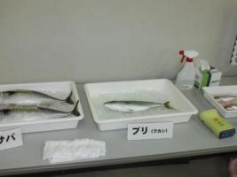 魚の脂肪量を測定している様子です