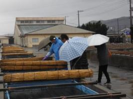 屋外水槽のアワビ稚貝を観察している様子です