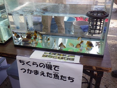 ミニ水族館できれいな魚が泳いでいます