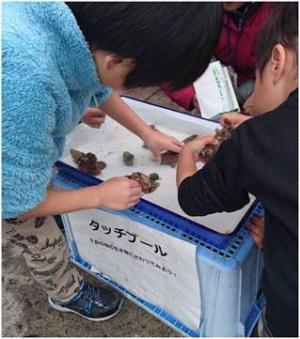 ミニ水族館で生物を観察していただきました